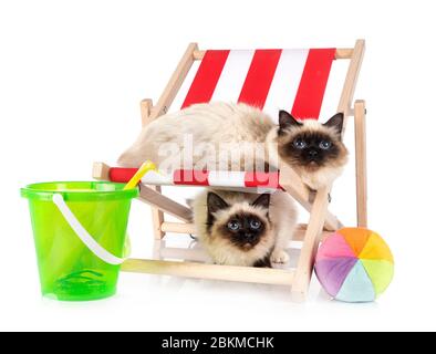 birman Katzen vor weißem Hintergrund Stockfoto