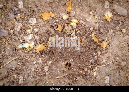 Ameisen, die Nahrung zum Ameisenhaufen tragen Stockfoto