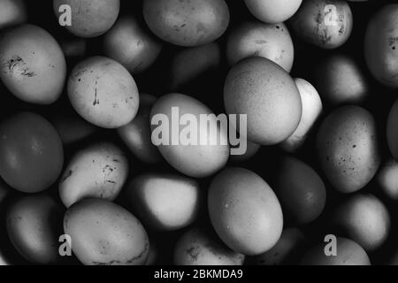 Bund von frischen Hühnereiern gesammelt, monochromatische Ansicht Stockfoto