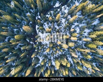 Morgen Sommer Wald in grüner Farbe Fotoshooting von Drohne. Sommer warm Sonnenlicht Wald Luftbild. Schöne Landschaft Hintergrund Konzept Stockfoto