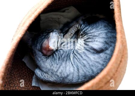 Das Kätzchen schläft in einem Korb. Rasse Cornish Rex, grau. Blick von oben isoliert. Stockfoto
