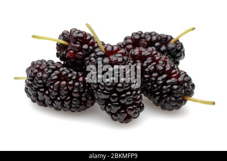 Schwarze Maulbeere auf weißem Hintergrund Stockfoto