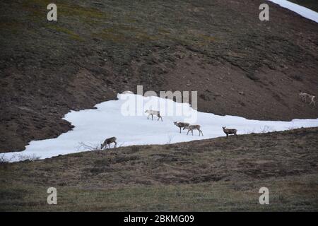 Eine Karibuherde im Denali Nationalpark, Alaska, USA. Stockfoto