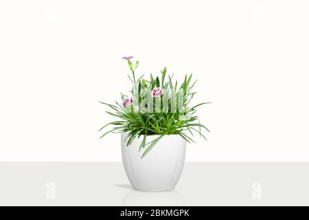 Schöne Cravina Dianthus chinensis Blumen (China Pink) in Topf (Vase) isoliert auf weißem Hintergrund Stockfoto