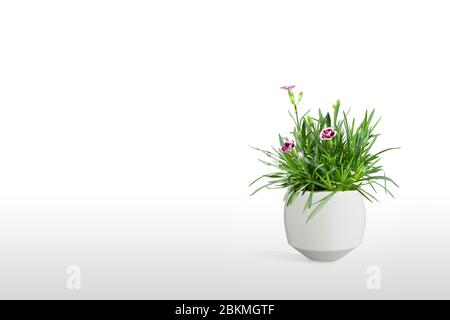 Schöne Cravina Dianthus chinensis Blumen (China Pink) in Topf (Vase) isoliert auf weißem Hintergrund Stockfoto