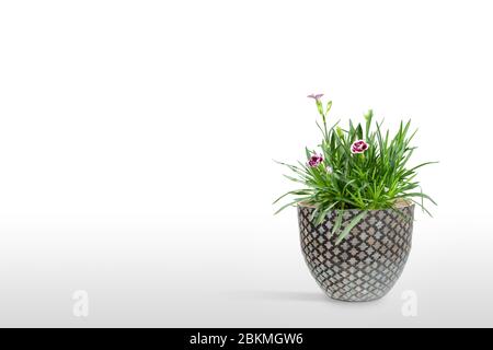 Schöne Cravina Dianthus chinensis Blumen (China Pink) in Topf (Vase) isoliert auf weißem Hintergrund Stockfoto