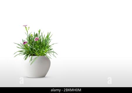 Schöne Cravina Dianthus chinensis Blumen (China Pink) in Topf (Vase) isoliert auf weißem Hintergrund Stockfoto