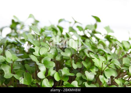 Frisches Micro Greens Nahaufnahme. Senfsprossen. Gesundes Essen Konzept. Stockfoto