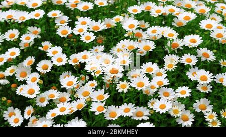 Margaret's Blumengarten mit vielen blühenden Blumen Stockfoto