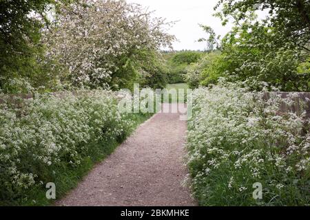 Anthriscus sylvestris. Kuhpsilie säumen die Seiten eines alten Gleis in der englischen Landschaft. Stockfoto
