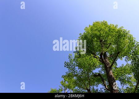 Ein großer Baum mit vielen frischen grünen Blättern, die unter dem klaren Frühlingshimmel stehen Stockfoto