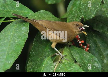 Tonfarbener Thrush (Turdus greyi), der sich von Früchten ernährt. Nationalvogel von Costa Rica. Tieflandregenwald, Biologische Station La Selva, Costa Rica Stockfoto