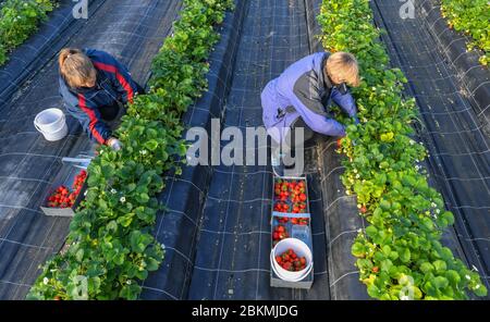 Frankfurt, Deutschland. Mai 2020. 05. Mai 2020, Brandenburg, Frankfurt (oder): Zwei polnische Erntehelfer pflücken in einem Folienzelt des Obstbauern Herzberg in Pagram, einem Stadtteil von Frankfurt (oder), reife Erdbeeren. Die Umgebung von Frankfurt (oder) ist eines der wichtigsten Obstbaugebiete in Brandenburg. Der Obsthof Herzberg ist ein familiengeführtes Agrarunternehmen, das seit 1990 verschiedene Obstsorten anbauen lässt. Foto: Patrick Pleul/dpa-Zentralbild/ZB Quelle: dpa picture Alliance/Alamy Live News Stockfoto