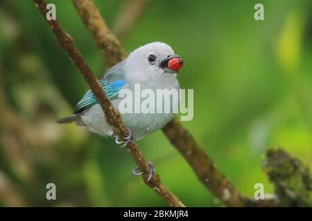 Blaugrauer Tanager (Thraupis episcopus), der sich von Früchten ernährt. Tieflandregenwald, Biologische Station La Selva, Sarapiquí, Karibischer Hang, Costa Rica. Stockfoto