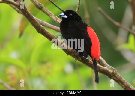 Scharlachwümeltangare (Ramphocelus passerinii). Früher hieß er Paserinis Tanager. Regenwald, La Selva Biologische Station, Costa Rica. Stockfoto