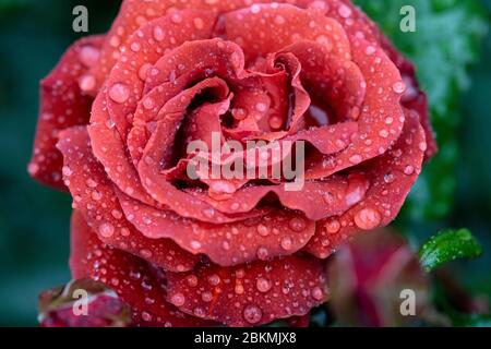 Nahaufnahme einer Rose namens Hot Chocolate nach dem Regen. Stockfoto