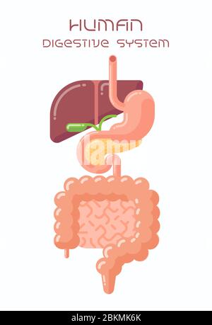 Flache Design Illustration des menschlichen Verdauungssystems, Speiseröhre, Magen, Leber, Gallenblase, Bauchspeicheldrüse und Darm Stock Vektor