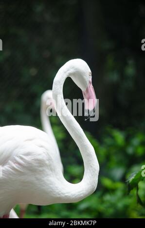 Rosa Flamingo leben im See und haben grünen Hintergrund Stockfoto