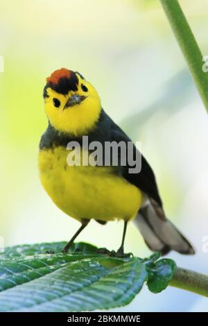 Halsbandrotstart / Halsbandweißestart (Myioborus torquatus). La Amistad Nationalpark, Costa Rica. Stockfoto