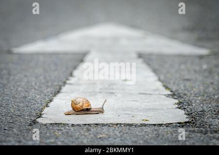 Nahaufnahme einer Schnecke, die eine Straße mit einem weißen Pfeil in die falsche Richtung überquert Stockfoto