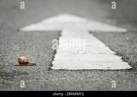 Nahaufnahme einer Schnecke, die eine Straße mit einem weißen Pfeil in die falsche Richtung überquert Stockfoto