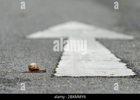 Nahaufnahme einer Schnecke, die eine Straße mit einem weißen Pfeil in die falsche Richtung überquert Stockfoto