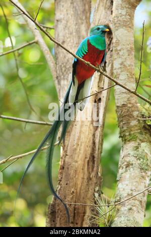 Männlicher strahlender Quetzal (Pharomachrus mocinno) im Nebelwald, La Amistad Nationalpark, Costa Rica. Stockfoto