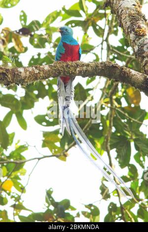 Männlicher strahlender Quetzal (Pharomachrus mocinno) im Nebelwald, La Amistad Nationalpark, Costa Rica. Stockfoto