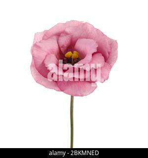 Schöne rosa Blüten auf weißem Hintergrund isoliert. Frühling oder Sommer Hintergrund. Stockfoto