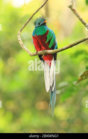 Jugendliches Männchen strahlend Quetzal (Pharomachrus mocinno) im Nebelwald, La Amistad Nationalpark, Costa Rica. Stockfoto