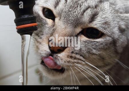 Die Katze, die Wasser aus dem Wasserhahn trinkt Stockfoto