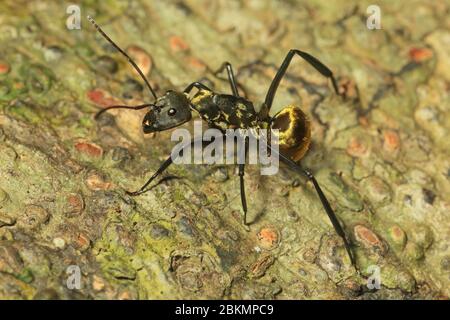 Golden Carpenter Ant (Camponotus sericeiventris) im Tieflandregenwald, Corcovado Nationalpark, Osa Halbinsel, Costa Rica. Stockfoto