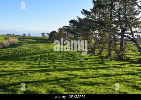 Weide mit frischem, grünem Gras und einer Reihe von Nadelbäumen, die im späten Nachmittag lange Schatten werfen. Stockfoto