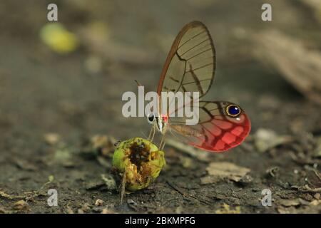 Rostige Klauflügel-Satyr Schmetterling (Cithaerias pireta pireta) Fütterung auf zersetzenden Früchten auf Waldboden. Tiefland Regenwald, Corcovado, Costa Rica. Stockfoto