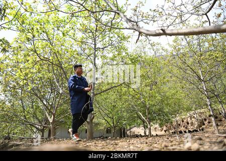 (200505) -- ZHOUQU, 5. Mai 2020 (Xinhua) -- Wang Lei geht durch einen Walnussbepflanzungsgarten im Dorf Chengma im Bezirk Zhouqu, der tibetischen Autonomen Präfektur Gannan in der nordwestlichen Provinz Gansu, 23. April 2020. Wang Lei, 26, aus der tibetischen ethnischen Gruppe, ist für eine landwirtschaftliche Genossenschaft im Dorf Chengma verantwortlich. Im Jahr 2017 kehrte er als Absolvent des Studiengangs Musik in seine Heimatstadt zurück und gründete eine Kunsthochschule. Gleichzeitig gründete er eine Bauerngenossenschaft, die sich auf den Anbau von apis Ceranas, einheimischen Hühnern, einheimischen Schweinen, Walnüssen und Morchellas spezialisiert hat. Stockfoto