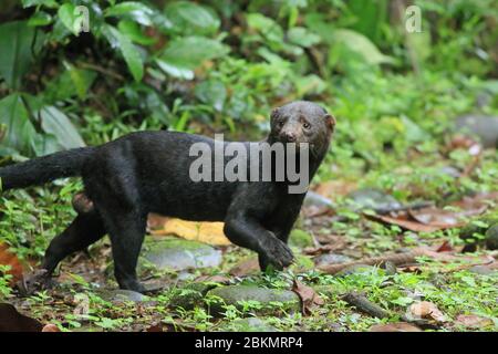 Tayra (Eira barbara) Wandern im Tieflandregenwald, La Selva Biologische Station, Sarapiquí, Caribbean Slope, Costa Rica. Stockfoto