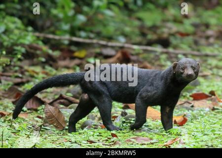 Tayra (Eira barbara) Wandern im Tieflandregenwald, La Selva Biologische Station, Sarapiquí, Caribbean Slope, Costa Rica. Stockfoto