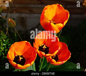 Tulpen in Blüte in einem englischen Garten, UK Stockfoto