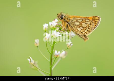 Nahaufnahme eines kleinen Waldschmetterlings, karierter Skipper, mit braunen Augen und gelben Flecken auf orangefarbenen Flügeln auf weißer zerbrechlicher Blume. Stockfoto