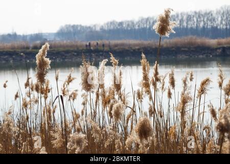 Brauner trockener Schilf auf dem Hintergrund des Sees. Der Frühlingsanfang Stockfoto