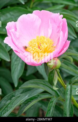 Einzelne rosa Blüte der chinesischen Pfingstrose Muschel paeonia lactiflora Muschel Stockfoto