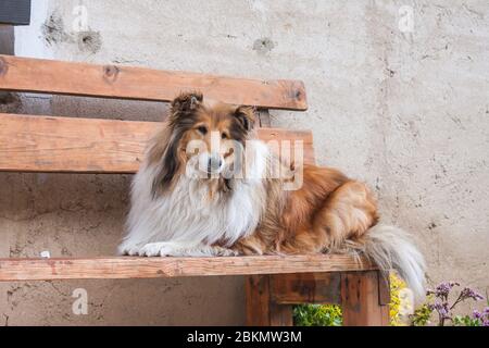 Gold langhaarige raue Collie liegt auf einer Holzbank Stockfoto