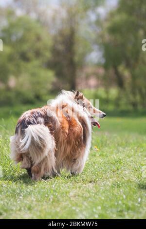 Schöne langhaarige flauschige raue Collie, die auf einem grünen Feld steht Stockfoto
