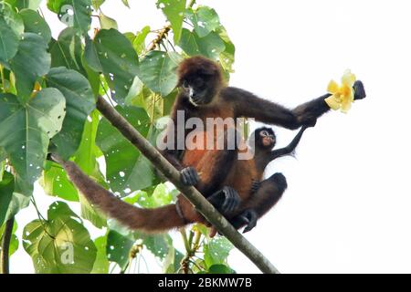 Mittelamerikanische Spinne Monkeys (Ateles geoffroyi) – weiblich mit Baby. Tieflandregenwald, Corcovado Nationalpark, Osa Halbinsel, Costa Rica. Stockfoto