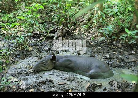 Baird’s Tapir (Tapirus bairdii) ruht im Schlamm eines halbtrockenen Regenwaldbaches. Sirena Ranger Station, Corcovado Nationalpark, Osa, Costa Rica Stockfoto