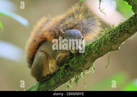 Rotschwanzschnecke (Sciurus granatensis) an einem Ast. Tieflandregenwald, Corcovado Nationalpark, Osa Halbinsel, Costa Rica. Stockfoto