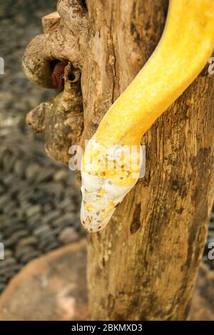 Erwachsene individuelle Schlange stragler auf trockenen Ast. Nahaufnahme einer gelben Schlangenboa, die um einen Ast gewickelt ist und umherschaut. Neugieriger Python Albino Stockfoto