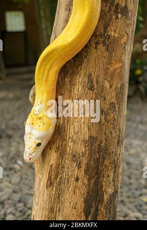 Erwachsene individuelle Schlange stragler auf trockenen Ast. Nahaufnahme einer gelben Schlangenboa, die um einen Ast gewickelt ist und umherschaut. Neugieriger Python Albino Stockfoto
