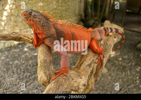 Schöner roter Leguan auf Holz, Nahaufnahme von Tieren. Orangefarbener Iguana sitzt auf Treibholz und schaut auf die Kamera. Eine Unterart des Roten Morphs. Schüchtern an Stockfoto