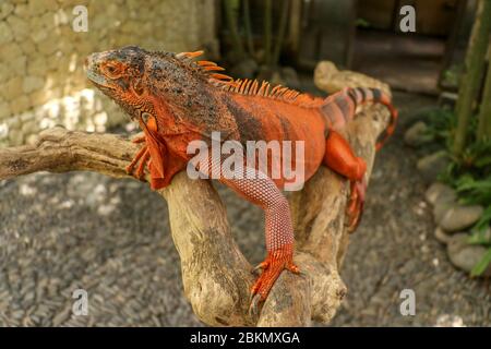 Schöner roter Leguan auf Holz, Nahaufnahme von Tieren. Orangefarbener Iguana sitzt auf Treibholz und schaut auf die Kamera. Eine Unterart des Roten Morphs. Schüchtern an Stockfoto